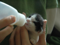 Yavru Kedi ve Köpekler  İçin Pet Biberon 