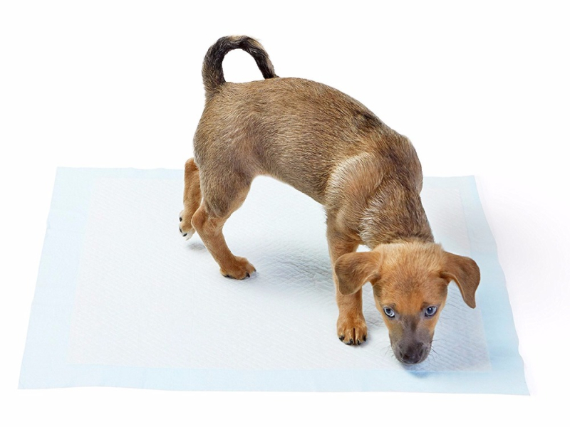 Yıkanabilir Köpek Çiş Pedi 100 X 100 Cm 5li Paket