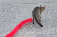 Kedi Tırmalama Fırçası - Kedi Oyuncağı